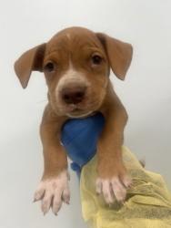 Shelter Stray Male Dog last seen , Harrison County, MS, 2615 25th Ave, Gulfport, MS 39501, USA
