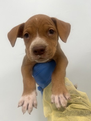 Shelter Stray Male Dog last seen , Harrison County, MS, 2615 25th Ave, Gulfport, MS 39501, USA