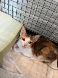 Shelter Stray Female Cat last seen Near college dr, 70808, LA, 2550 Gourrier Ave, Baton Rouge, LA 70820, USA