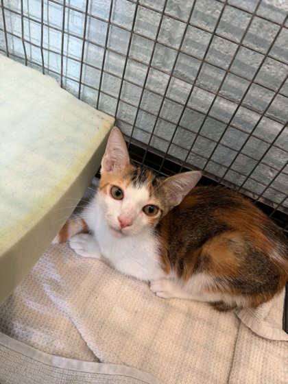 Shelter Stray Female Cat last seen Near college dr, 70808, LA, 2550 Gourrier Ave, Baton Rouge, LA 70820, USA