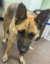 Shelter Stray Female Dog last seen Near BLK SPRING AZURE, District 4 - South Cleburne, TX, 2375 Service Dr, Cleburne, TX 76033, USA