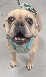 Shelter Stray Female Dog last seen , , NM, 1209 NM-314, Los Lunas, NM 87031, USA