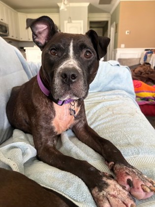 Shelter Stray Female Dog last seen Near Nelson Ferry Rd, Berkeley County, SC, 2455 Remount Rd, North Charleston, SC 29406, USA