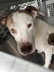 Shelter Stray Female Dog last seen Near LAKEVIEW DR, District 13 - Tarrant County,, 355 Hillshire Dr, Haslet, TX 76052, USA