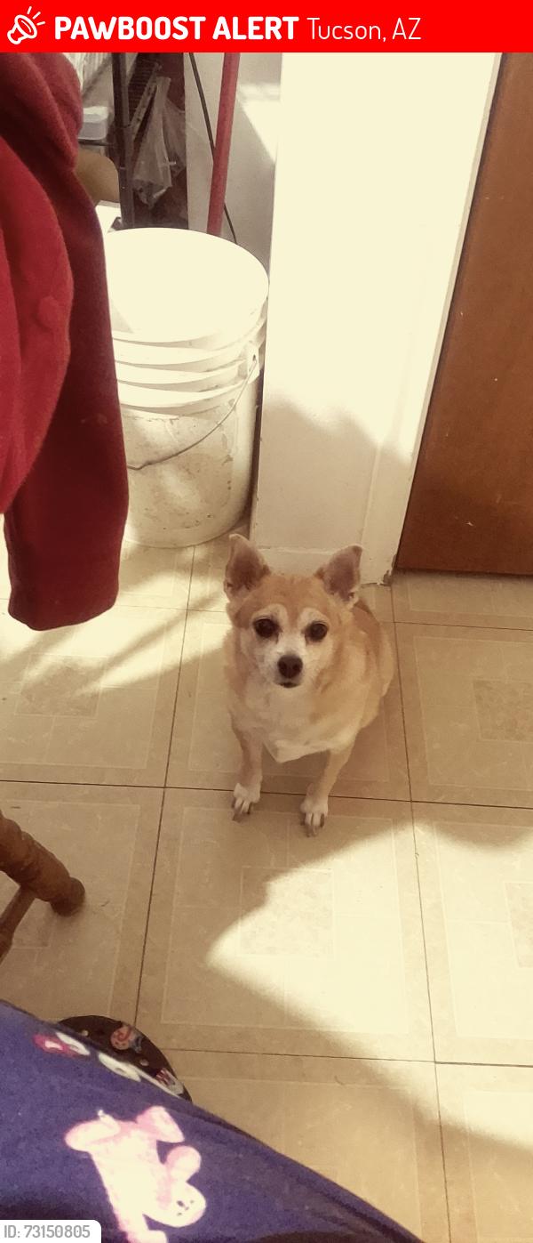Lost Female Dog last seen Sparkman and Blacklidge, Tucson, AZ 85716