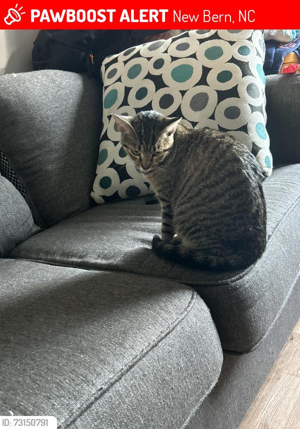 Lost Female Cat last seen Nelson’s Blueberry Farm, New Bern, NC 28560