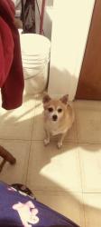 Lost Female Dog last seen Sparkman and Blacklidge, Tucson, AZ 85716