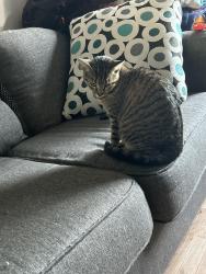 Lost Female Cat last seen Nelson’s Blueberry Farm, New Bern, NC 28560