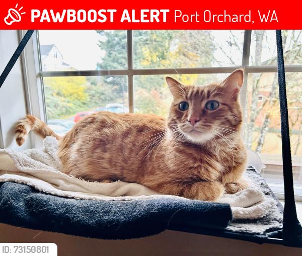 Lost Male Cat last seen Division and Sutton Lane, Port Orchard, WA 98366