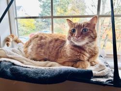 Lost Male Cat last seen Division and Sutton Lane, Port Orchard, WA 98366
