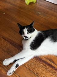 Found/Stray Female Cat last seen Minnesota avenue, Buffalo, NY 14214