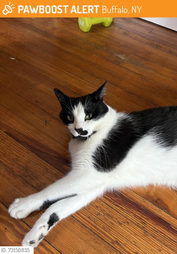 Found/Stray Female Cat last seen Minnesota avenue, Buffalo, NY 14214
