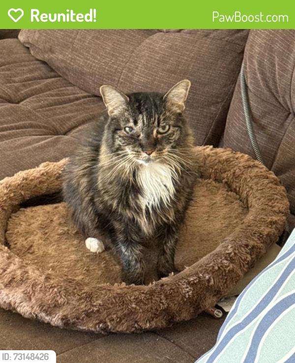 Reunited Female Cat last seen 51st Avenue East - Autumn Woods neighborhood, Pierce County, WA 98387