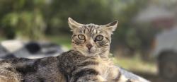 Lost Female Cat last seen Wellsville Ave, New Milford, CT 06776