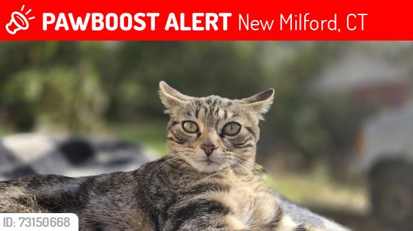 Lost Female Cat last seen Wellsville Ave, New Milford, CT 06776