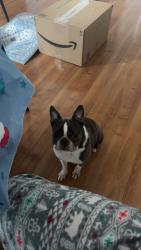 Reunited Male Dog last seen Allaire Drive by the wegmans, Gainesville, VA 20155