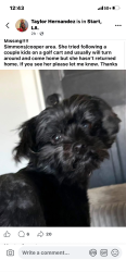 Lost Female Dog last seen Start exit off the interstate, Start, LA 71279