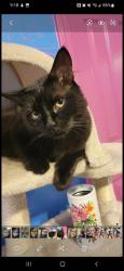 Lost Male Cat last seen Ashley highlands subdivision, Villa Rica, GA 30180