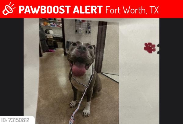 Lost Female Dog last seen Stonewall lane, Fort Worth, TX 76123