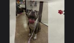 Lost Female Dog last seen Stonewall lane, Fort Worth, TX 76123