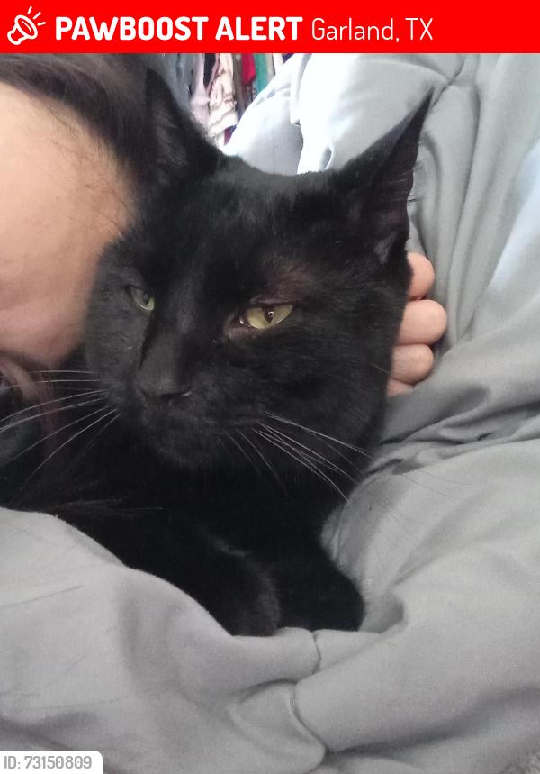 Lost Male Cat last seen Hastings dr, Garland, TX 75042