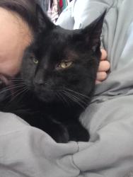 Lost Male Cat last seen Hastings dr, Garland, TX 75042