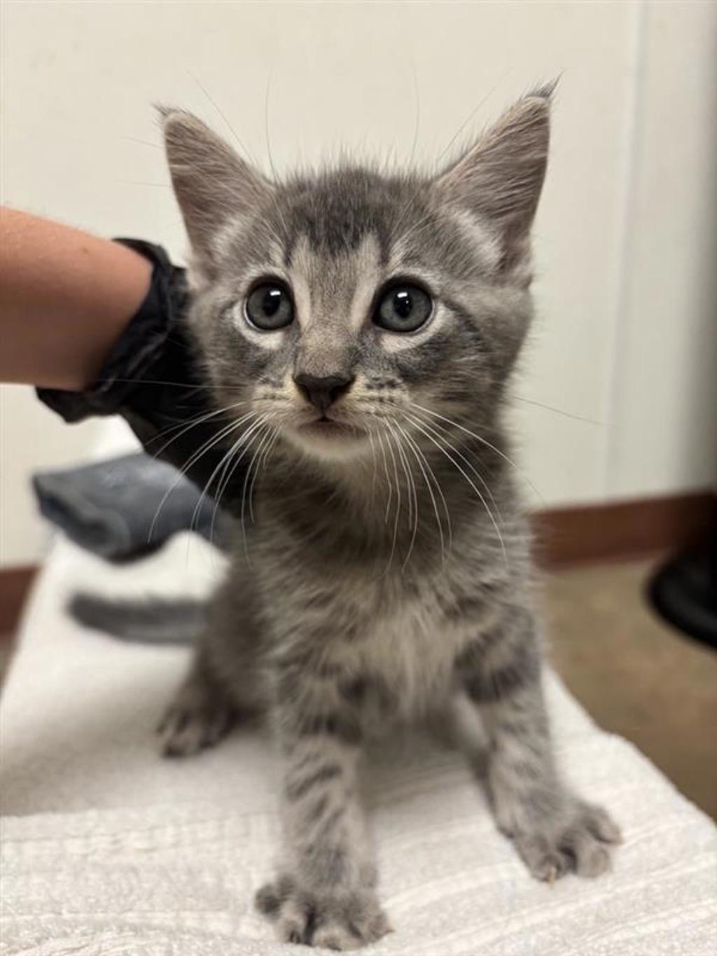 Shelter Stray Male Cat last seen Near E Rundberg Lane, AUSTIN, TX, 78753, 7201 Levander Loop bldg a, Austin, TX 78702, USA