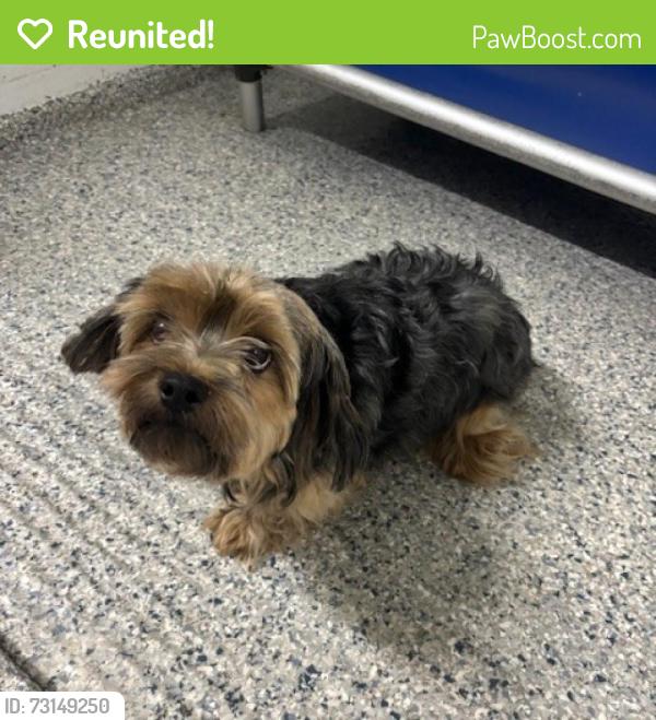 Reunited Female Dog last seen Port St. Lucie, Port St. Lucie, FL 34986