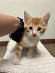 Shelter Stray Male Cat last seen Near E Rundberg Lane, AUSTIN, TX, 78753, 7201 Levander Loop bldg a, Austin, TX 78702, USA