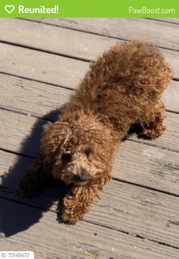 Reunited Male Dog last seen Muddy branch rd Gaithersburg, Gaithersburg, MD 20878