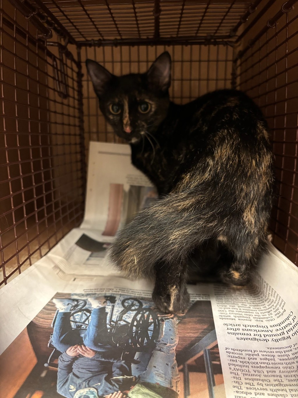 Shelter Stray Female Cat last seen Near W 21st Street, AUSTIN, TX, 78705, 7201 Levander Loop bldg a, Austin, TX 78702, USA