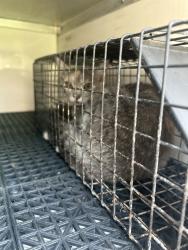 Shelter Stray Unknown Cat last seen Near Lowery Down, VIRGINIA BEACH, VA, 23464, 341 S Birdneck Rd, Virginia Beach, VA 23451, USA