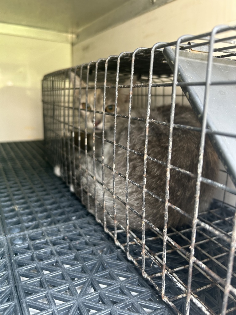 Shelter Stray Unknown Cat last seen Near Lowery Down, VIRGINIA BEACH, VA, 23464, 341 S Birdneck Rd, Virginia Beach, VA 23451, USA