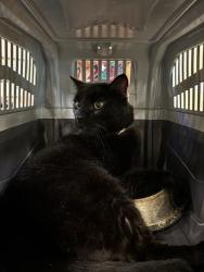 Shelter Stray Unknown Cat last seen Brandywine Drive, VIRGINIA BEACH, VA, 23462, 341 S Birdneck Rd, Virginia Beach, VA 23451, USA