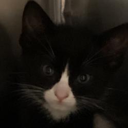 Shelter Stray Male Cat last seen Near New Bern Avenue, RALEIGH, NC, 27610, 820 Beacon Lake Dr, Raleigh, NC 27610, USA