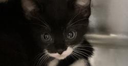 Shelter Stray Female Cat last seen Near New Bern Avenue, RALEIGH, NC, 27610, 820 Beacon Lake Dr, Raleigh, NC 27610, USA