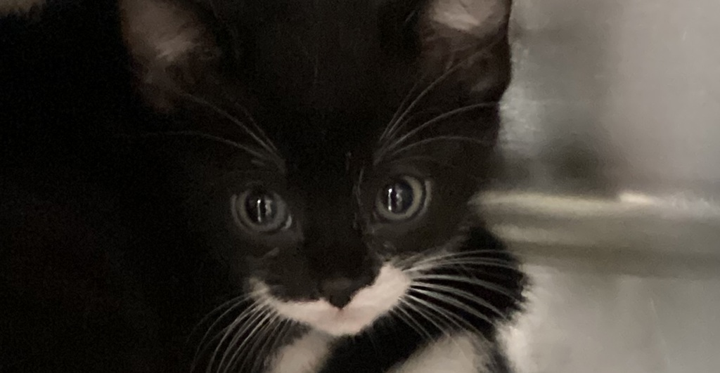 Shelter Stray Female Cat last seen Near New Bern Avenue, RALEIGH, NC, 27610, 820 Beacon Lake Dr, Raleigh, NC 27610, USA