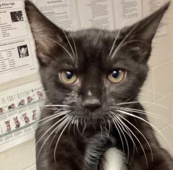 Shelter Stray Male Cat last seen Glendora Court, GARNER, NC, 27529, 820 Beacon Lake Dr, Raleigh, NC 27610, USA