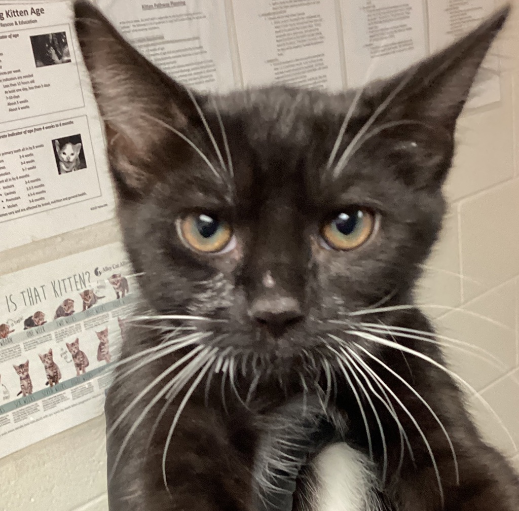 Shelter Stray Male Cat last seen Glendora Court, GARNER, NC, 27529, 820 Beacon Lake Dr, Raleigh, NC 27610, USA