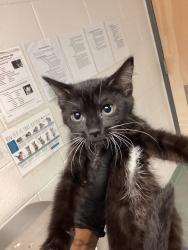 Shelter Stray Female Cat last seen Glendora Court, GARNER, NC, 27529, 820 Beacon Lake Dr, Raleigh, NC 27610, USA