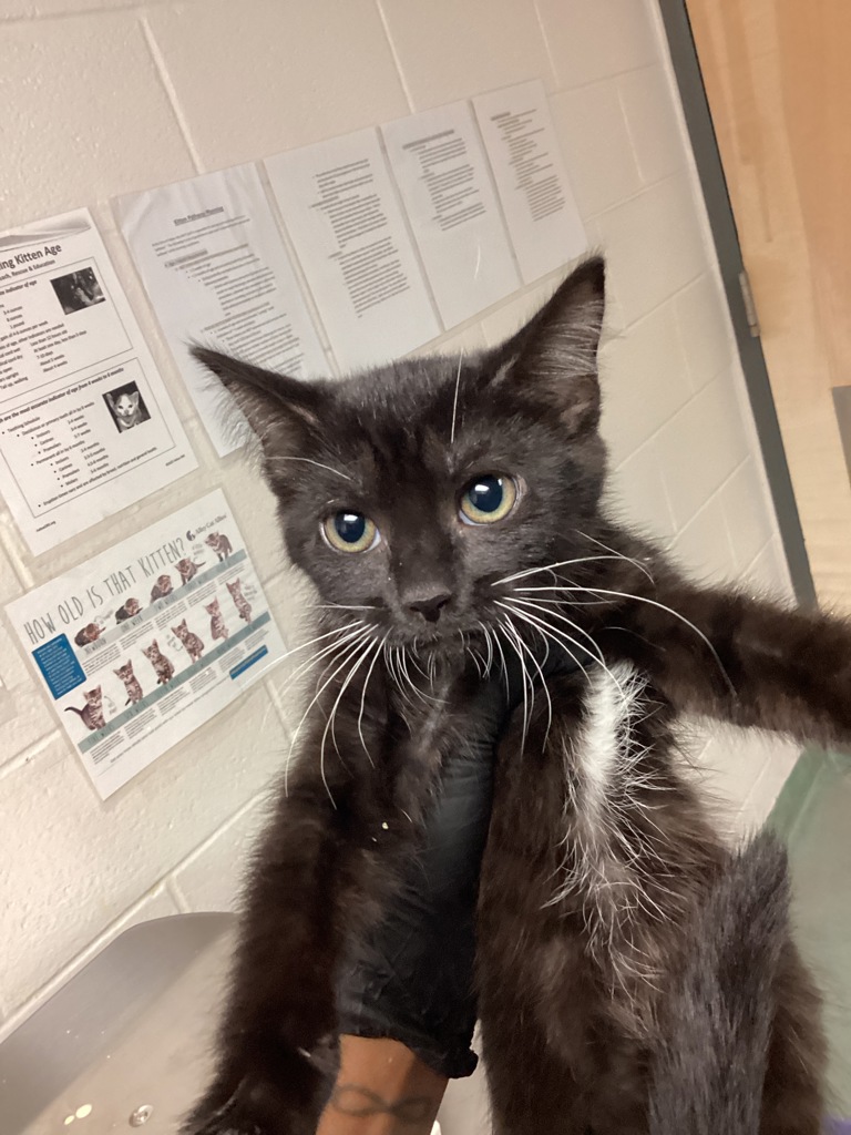 Shelter Stray Female Cat last seen Glendora Court, GARNER, NC, 27529, 820 Beacon Lake Dr, Raleigh, NC 27610, USA