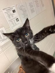 Shelter Stray Female Cat last seen Glendora Court, GARNER, NC, 27529, 820 Beacon Lake Dr, Raleigh, NC 27610, USA