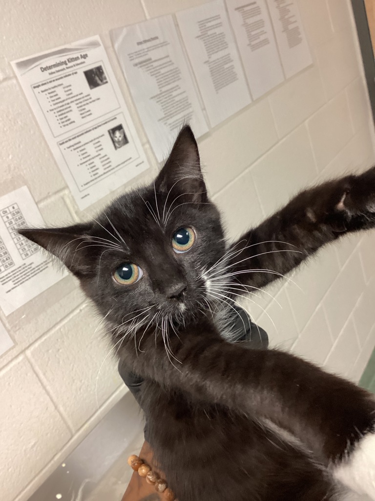 Shelter Stray Female Cat last seen Glendora Court, GARNER, NC, 27529, 820 Beacon Lake Dr, Raleigh, NC 27610, USA