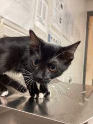 Shelter Stray Female Cat last seen Glendora Court, GARNER, NC, 27529, 820 Beacon Lake Dr, Raleigh, NC 27610, USA