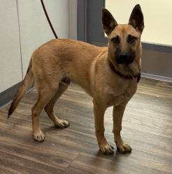 Shelter Stray Male Dog last seen Near Encino Avenue, San Diego, CA, 92123, 5500 Gaines St, San Diego, CA 92110, USA