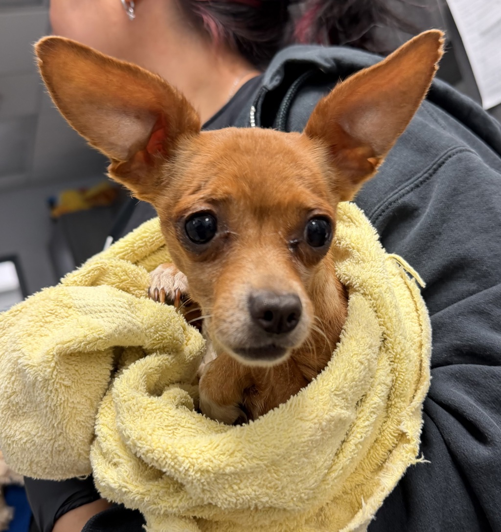 Shelter Stray Female Dog last seen Near University Avenue, San Diego, CA, 92105, 5500 Gaines St, San Diego, CA 92110, USA