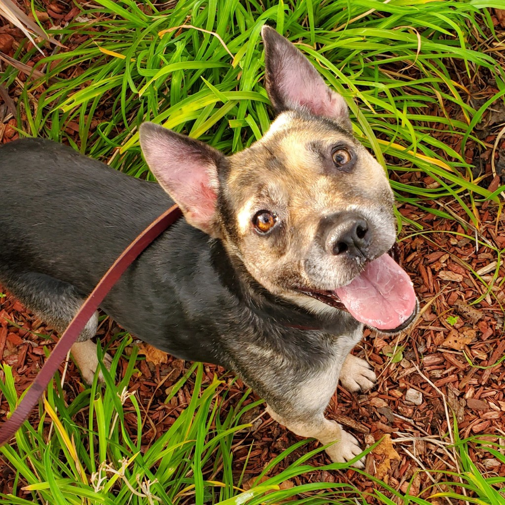 Shelter Stray Female Dog last seen Near W El Pico Avenue, El Centro, CA, 92243, 5500 Gaines St, San Diego, CA 92110, USA