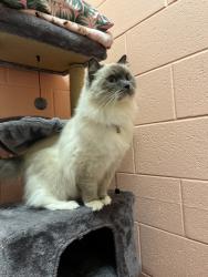 Shelter Stray Female Cat last seen UT, 511 W 3900 S, Salt Lake City, UT 84123, USA