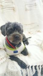 Reunited Male Dog last seen Near Graves st, Brixton Apts., mckinney tx, McKinney, TX 75069