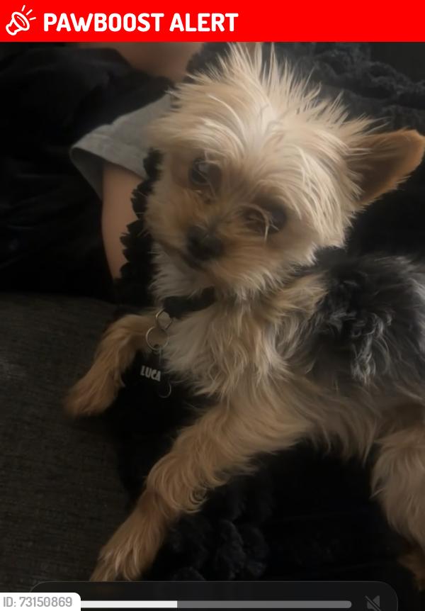 Lost Male Dog last seen Coors and bridge, Coors Road Addition, NM 87105